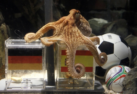 Paul the Octopus picks Spain beating Germany